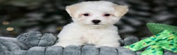 Teddy Bear dogs for sale: Dasher - Ad 1