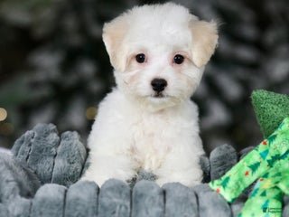 Teddy Bear dogs Dasher - Ad 25