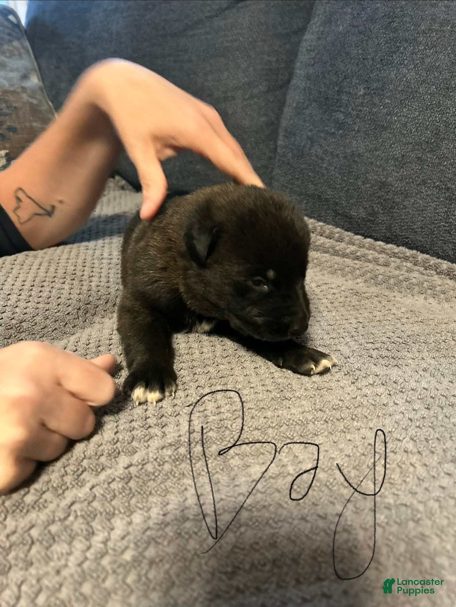Mixed Breed dogs for sale: Duke - Ad 1