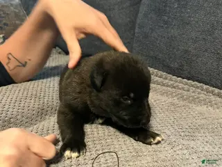 Mixed Breed dogs for sale: Duke - Ad 1