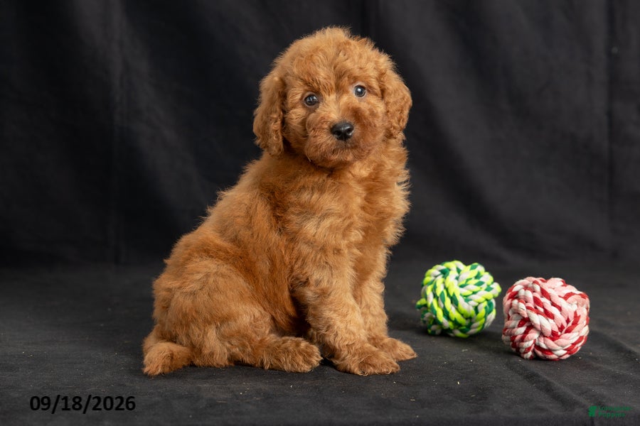 Mini Goldendoodle dogs Danny - Ad 2