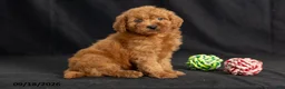 Mini Goldendoodle dogs for sale: Danny - Ad 2