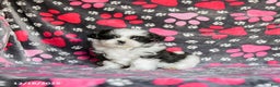 Shih Tzu dogs for sale: Sailor - Ad 2