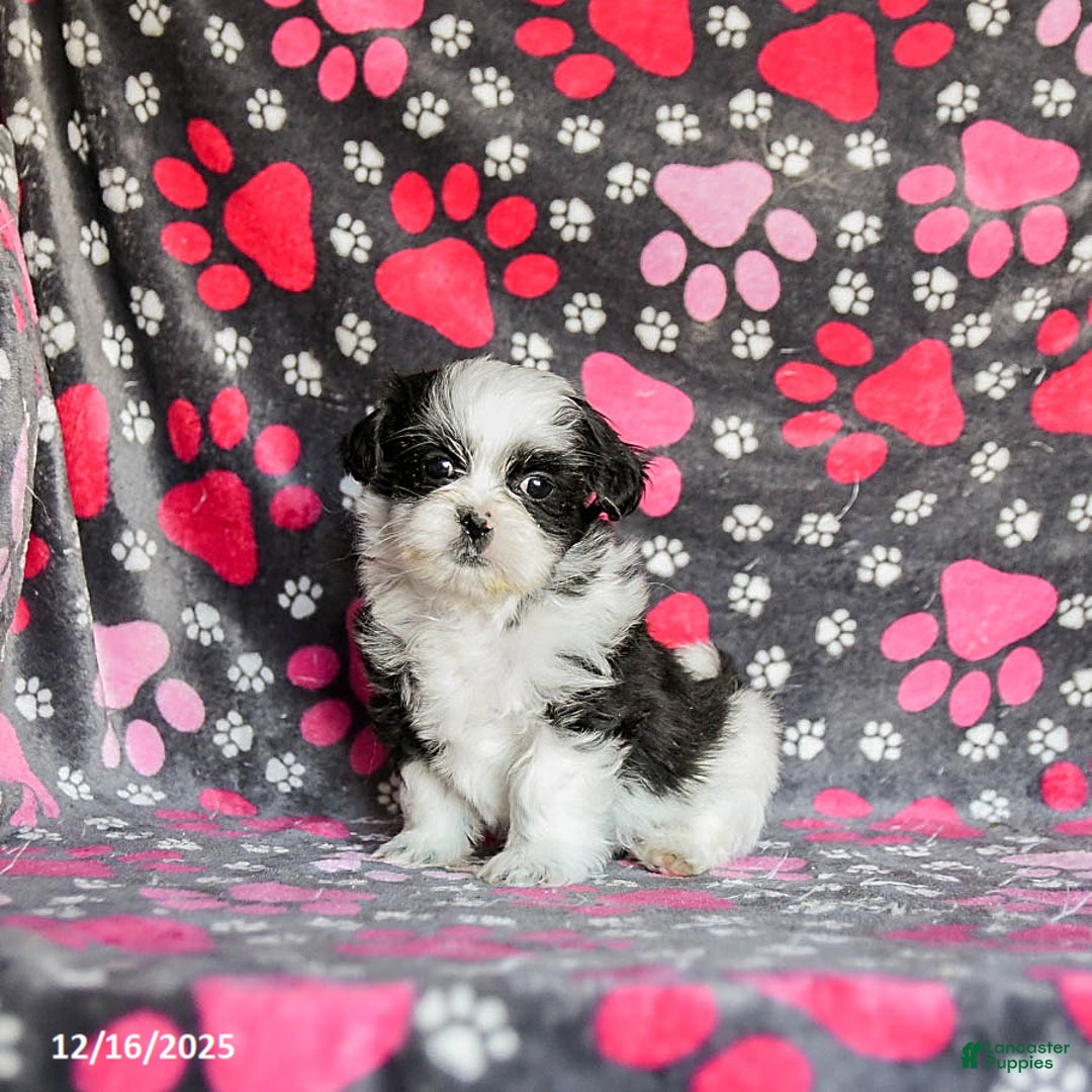 Shih Tzu dogs for sale: Sailor - Ad 2