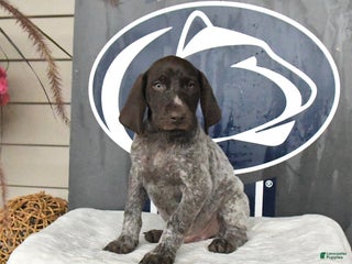 German Shorthaired Pointer dogs - Ad 15