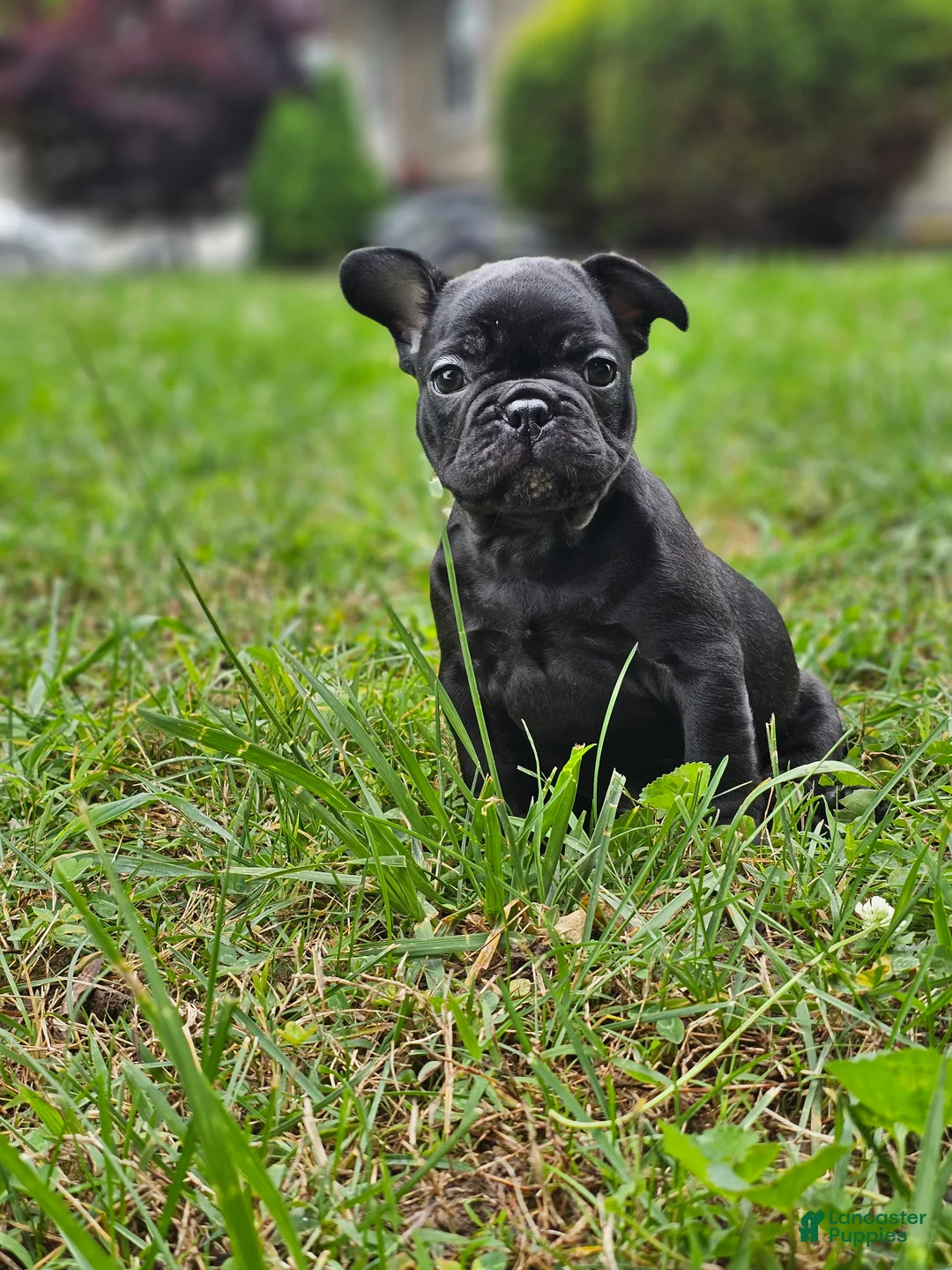 French Bulldog dogs for sale: Marley - Ad 2
