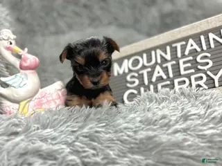 Yorkshire Terrier dogs Yorkshire Terrier Puppy 4 - Ad 28