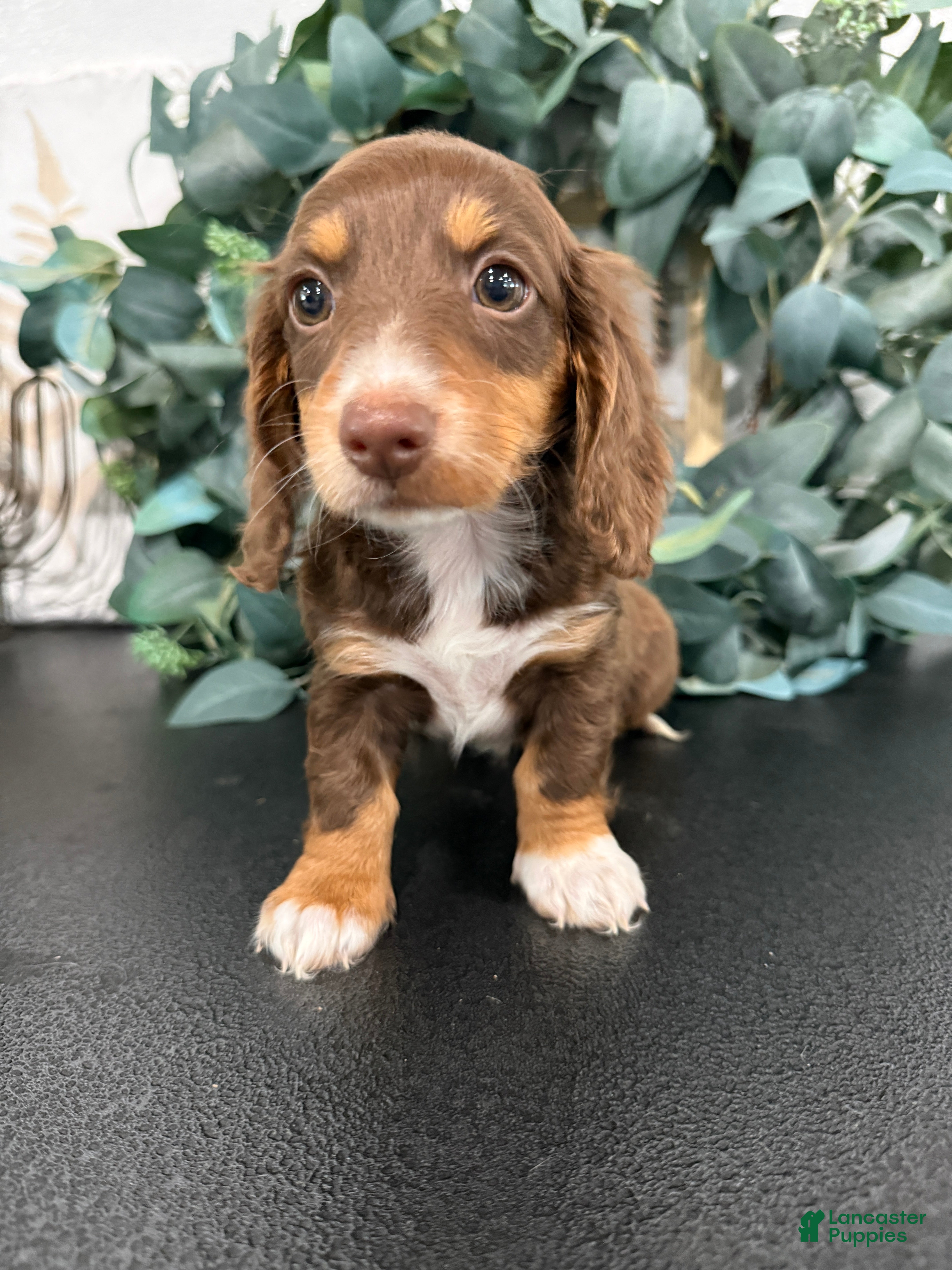Miniature Dachshund dogs Daphne - Ad 1