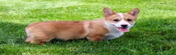 Welsh Corgi Pembroke dogs for sale: Olive(triple clear) AKC - Ad 11