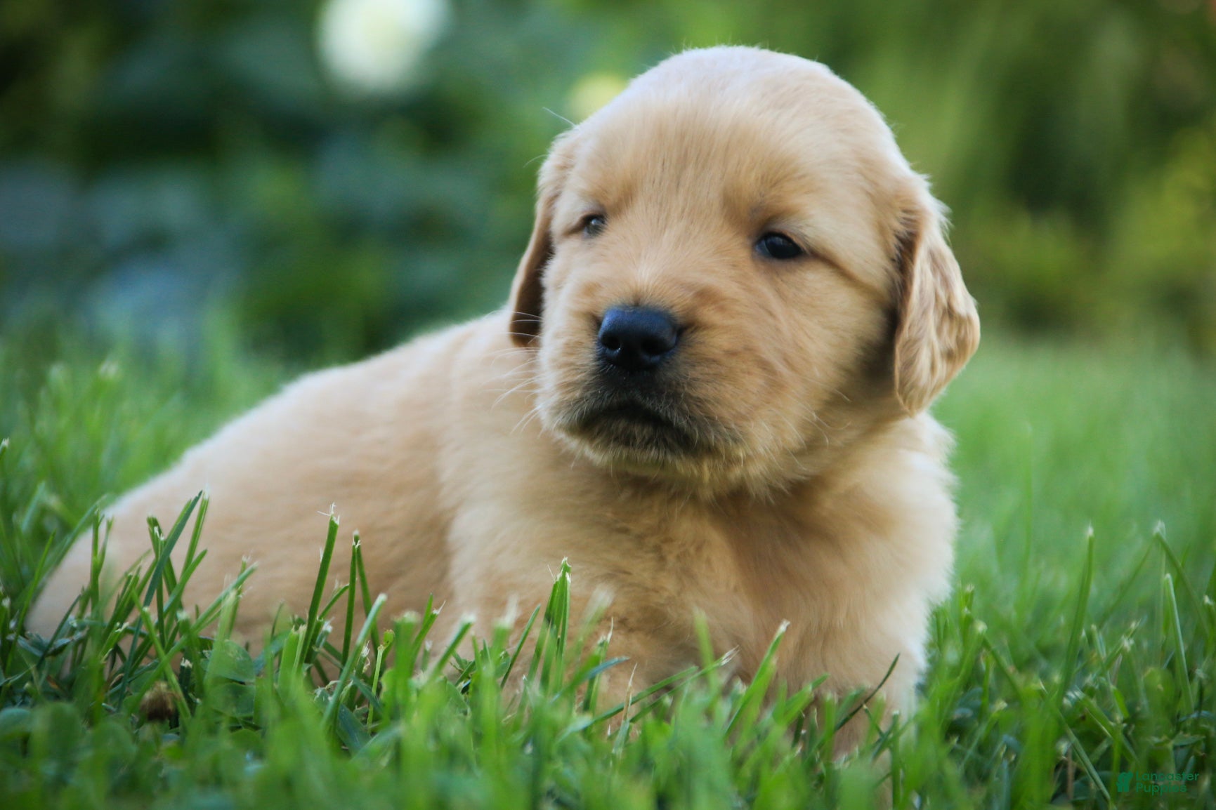 Golden Retriever dogs Lawrence Golden Retriever  - Ad 2