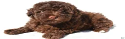 Miniature Poodle dogs for sale: Sophie - Ad 4