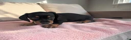 Miniature Dachshund dogs for sale: Sierra - Ad 1