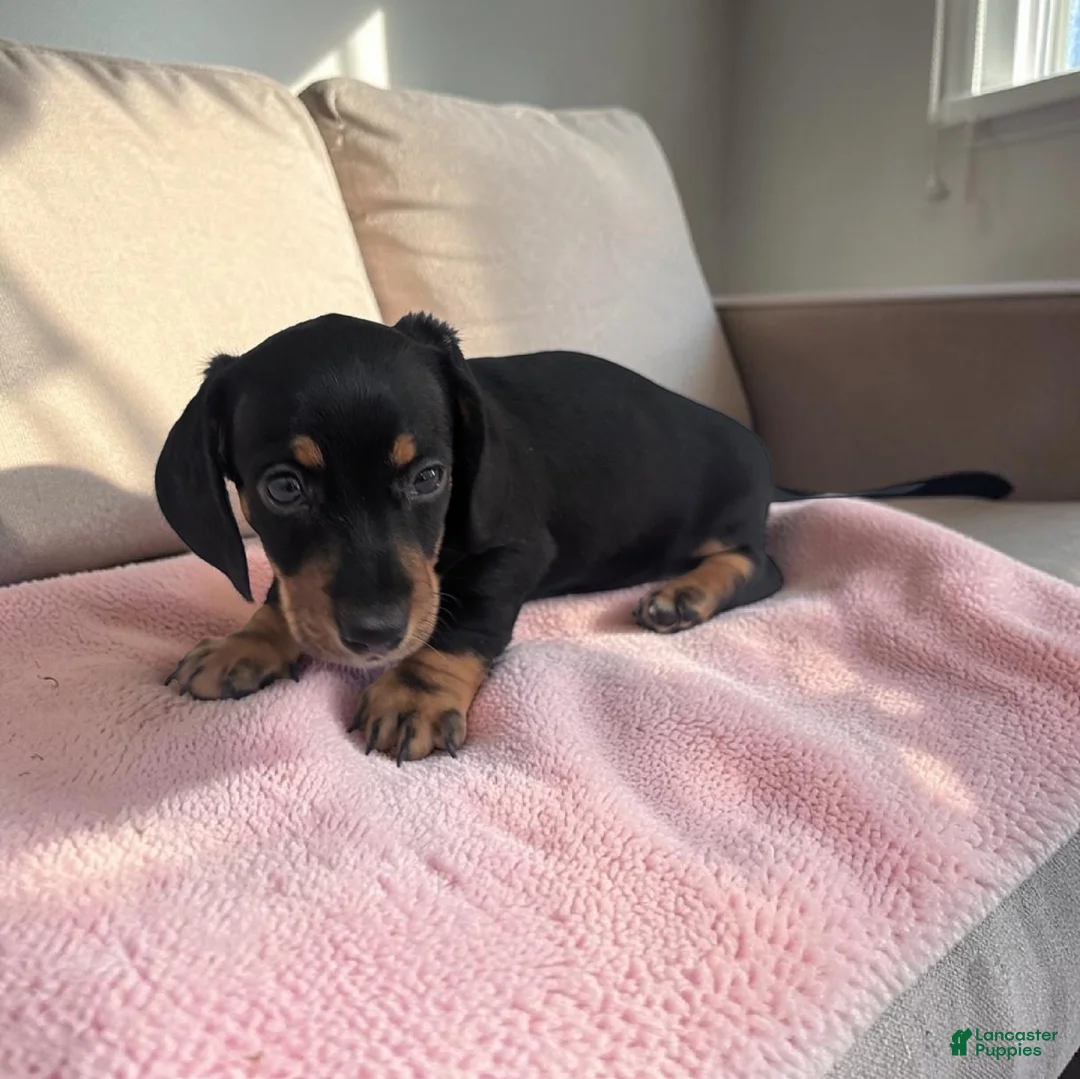 Miniature Dachshund dogs for sale: Sierra - Ad 1