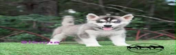 Siberian Husky dogs for sale: Sienna - Ad 5