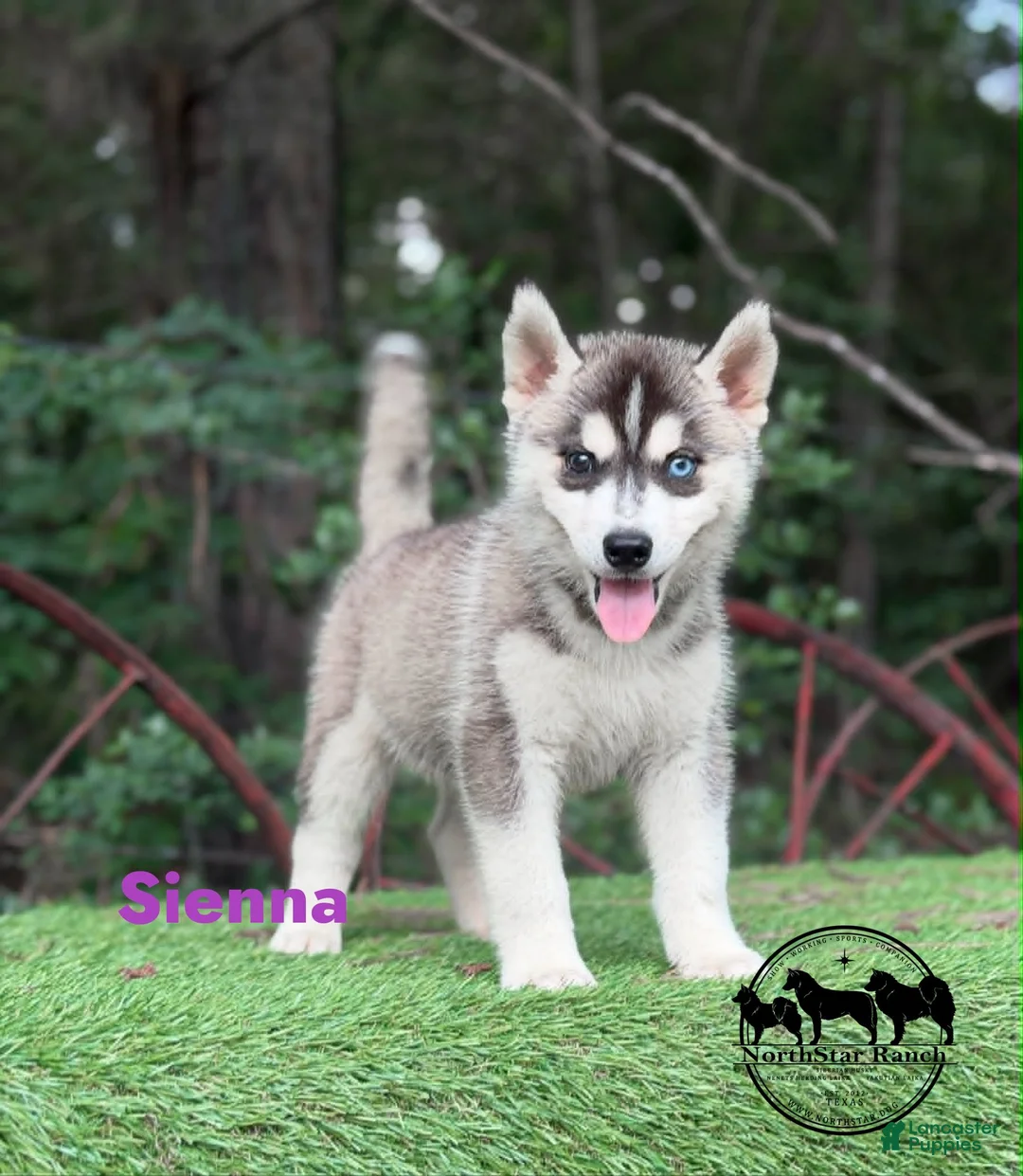 Siberian Husky dogs for sale: Sienna - Ad 5