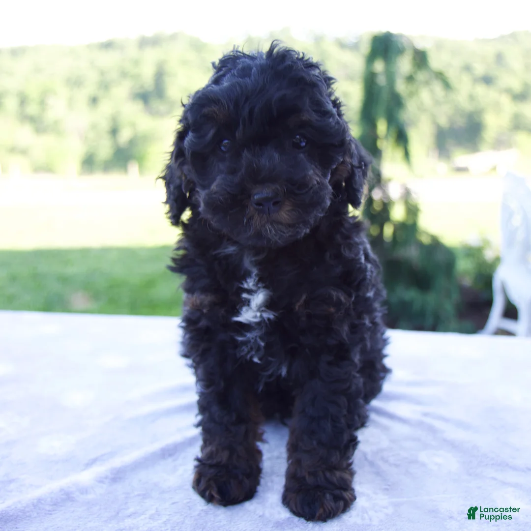 Mini Bernedoodle dogs for sale: Ford - Ad 1