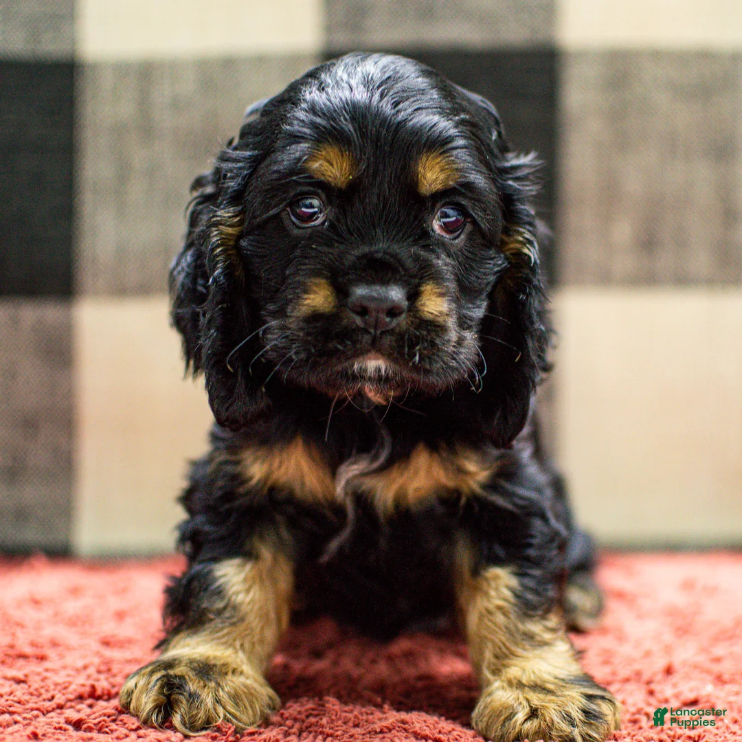 Cocker Spaniel dogs for sale: Trent Cocker Spaniel Puppy  - Ad 4