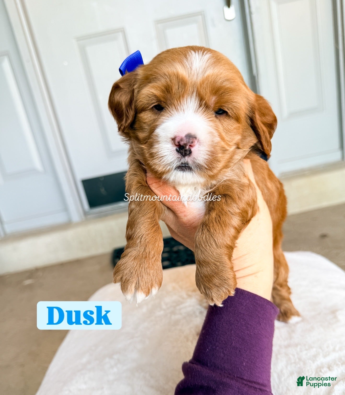 Mixed Breed dogs Dusk - Ad 5