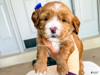 Mixed Breed dogs Dusk - Ad 5