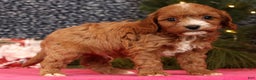 Cavapoo dogs for sale: Lucas - Ad 6