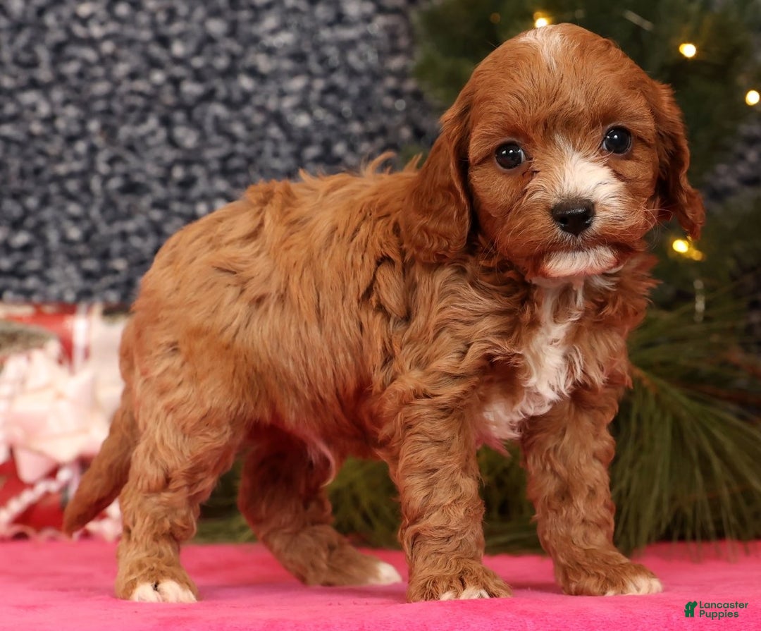 Cavapoo dogs for sale: Lucas - Ad 6