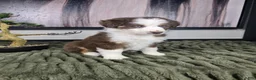 Miniature Australian Shepherd dogs for sale: Scooter  - Ad 12
