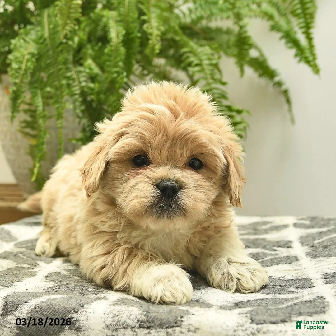 Pekapoo dogs for sale: Jett  - Ad 5