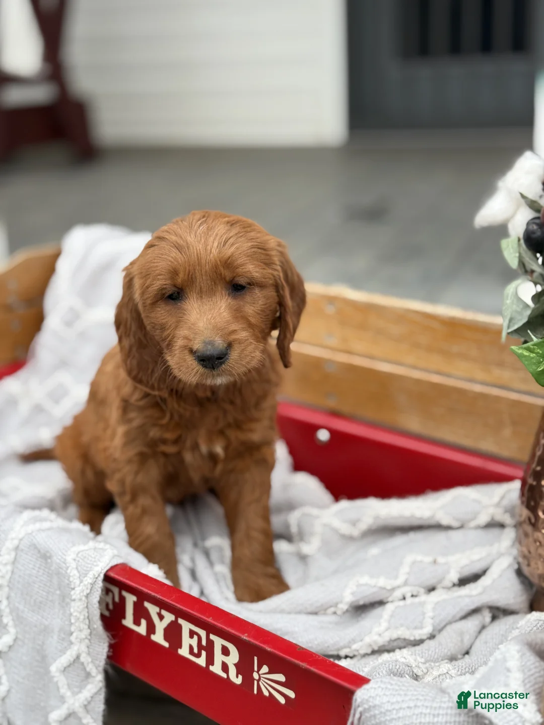 Goldendoodle dogs for sale: Opal - Ad 1