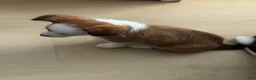 Mixed Breed dogs for sale: Mixed Breed lilly - Ad 6