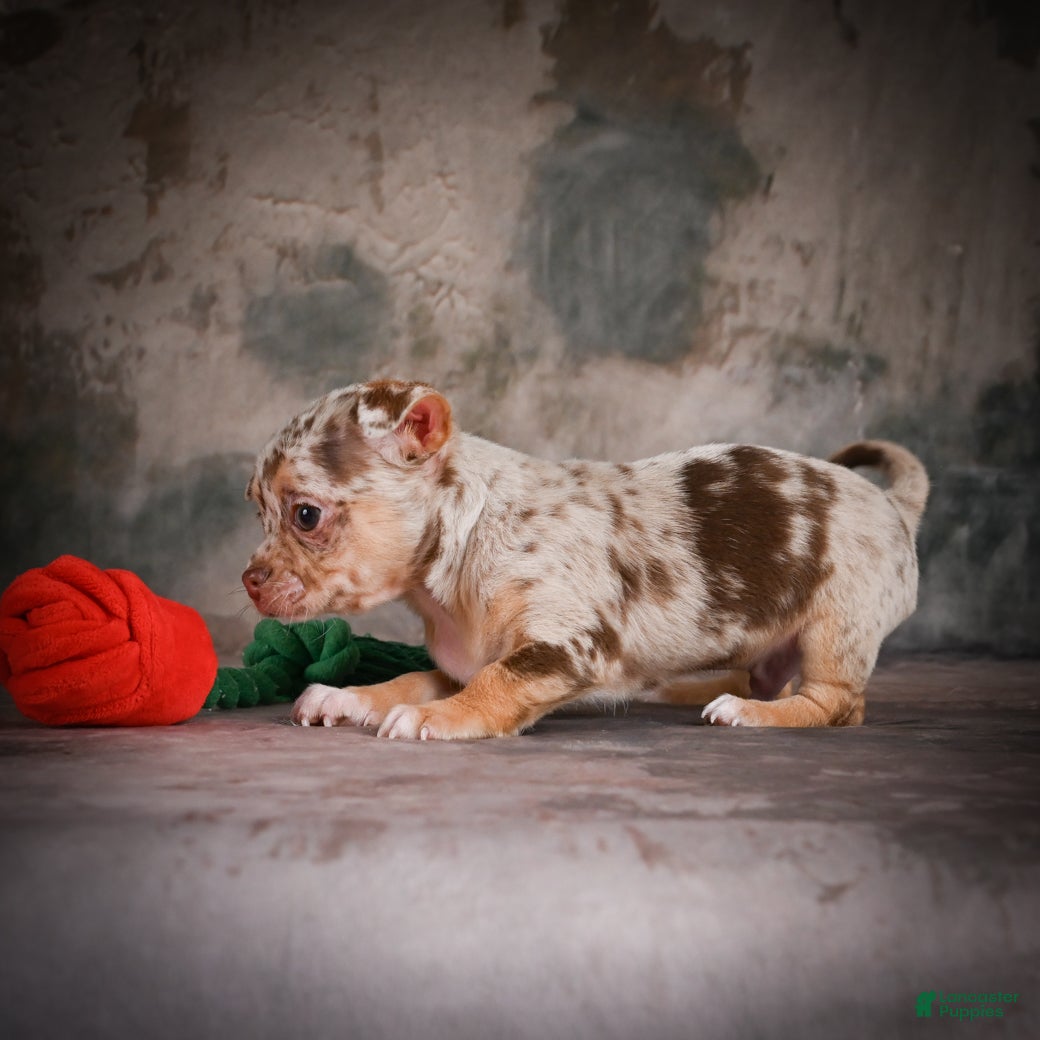 Chihuahua dogs for sale: Cash - Ad 11