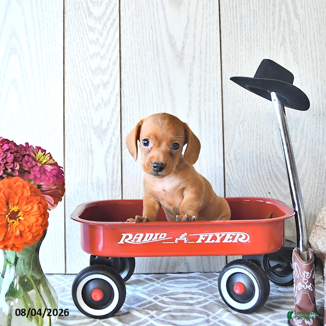 Miniature Dachshund dogs for sale: Ricky  - Ad 1