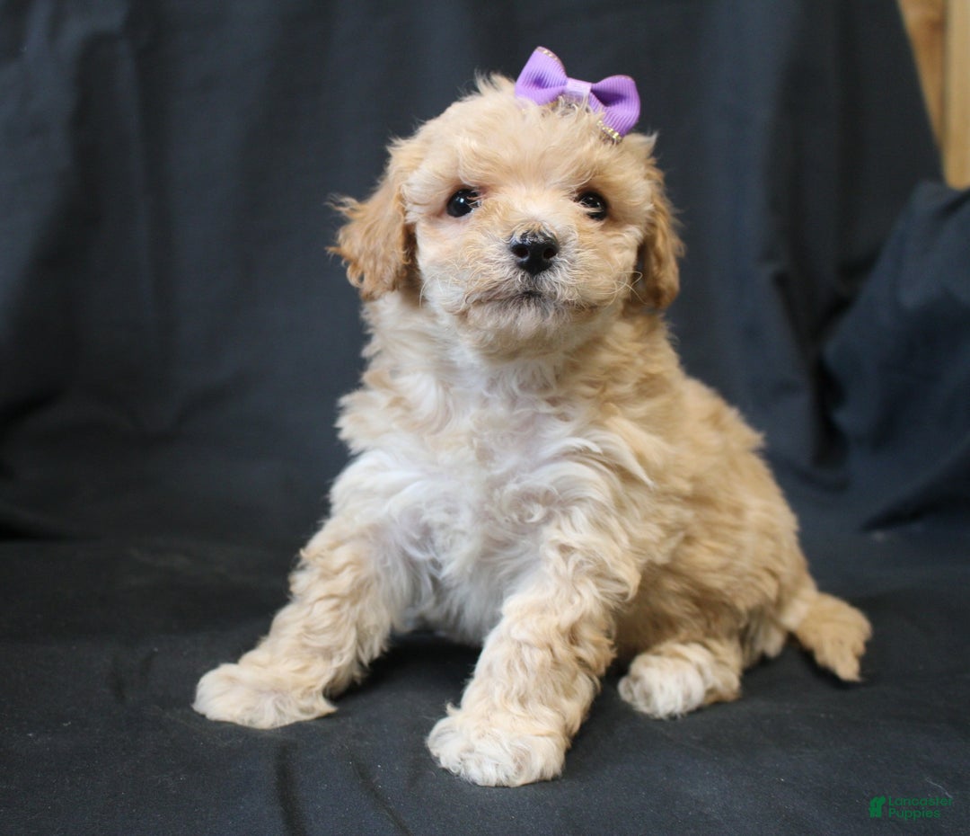Bichpoo dogs for sale: Betty - Ad 2