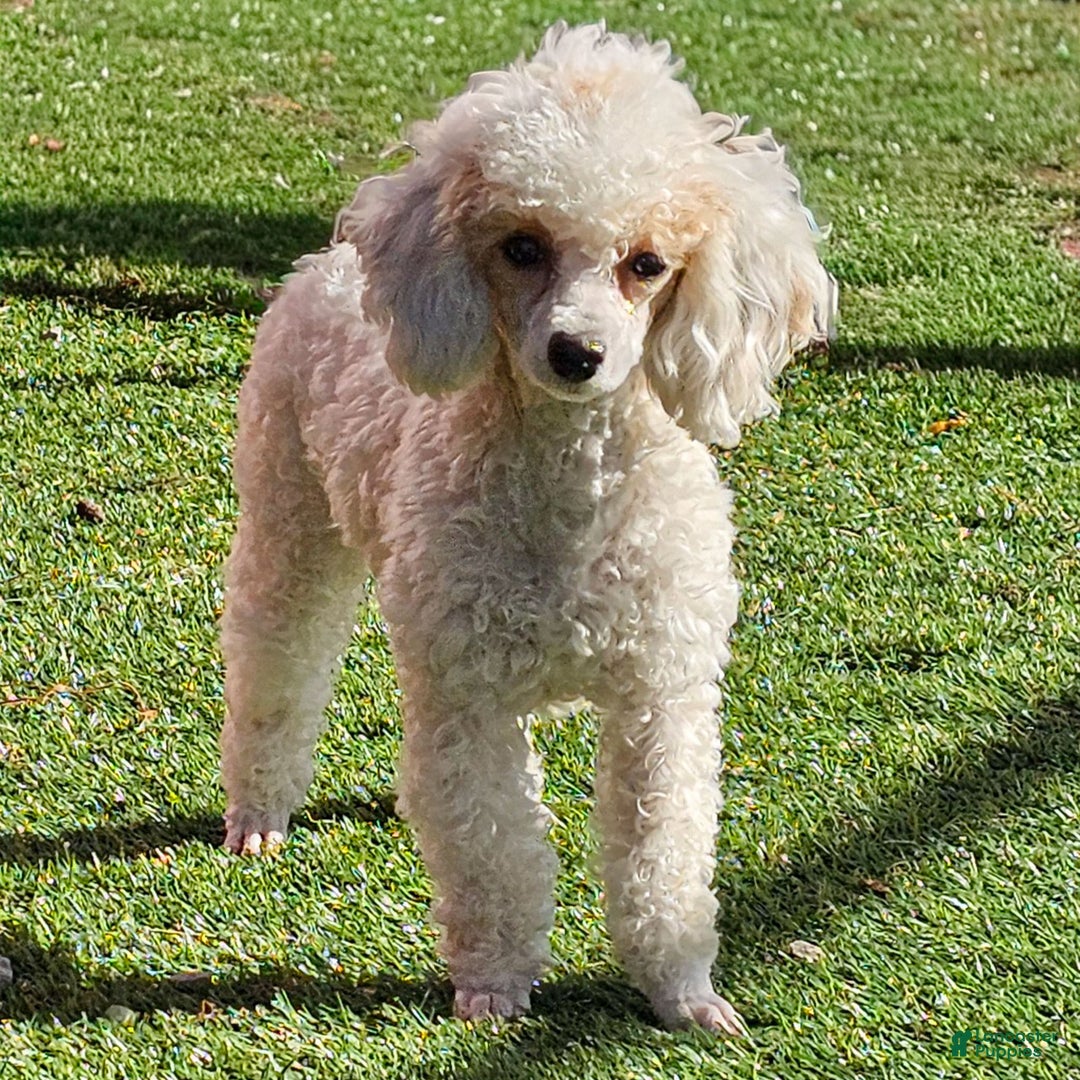 Standard Poodle dogs for sale: Prisca - Ad 2