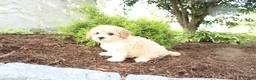 Cavapoo dogs for sale: Austin - Ad 4