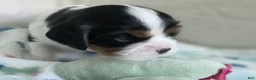 Cavalier King Charles Spaniel dogs for sale: Booba - Ad 3