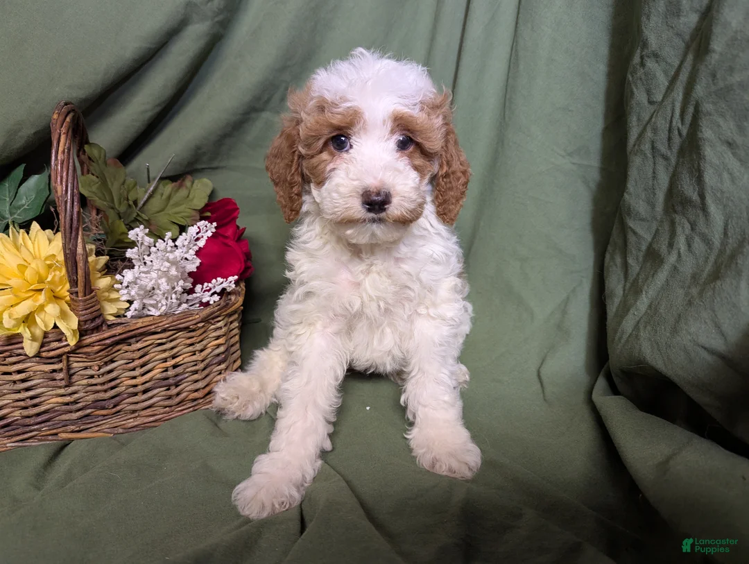 Mixed Breed dogs for sale: Theo - Ad 9