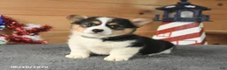Welsh Corgi Pembroke dogs for sale: Samuel Adams - Ad 1