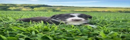 Australian Shepherd dogs for sale: Lori - Ad 8