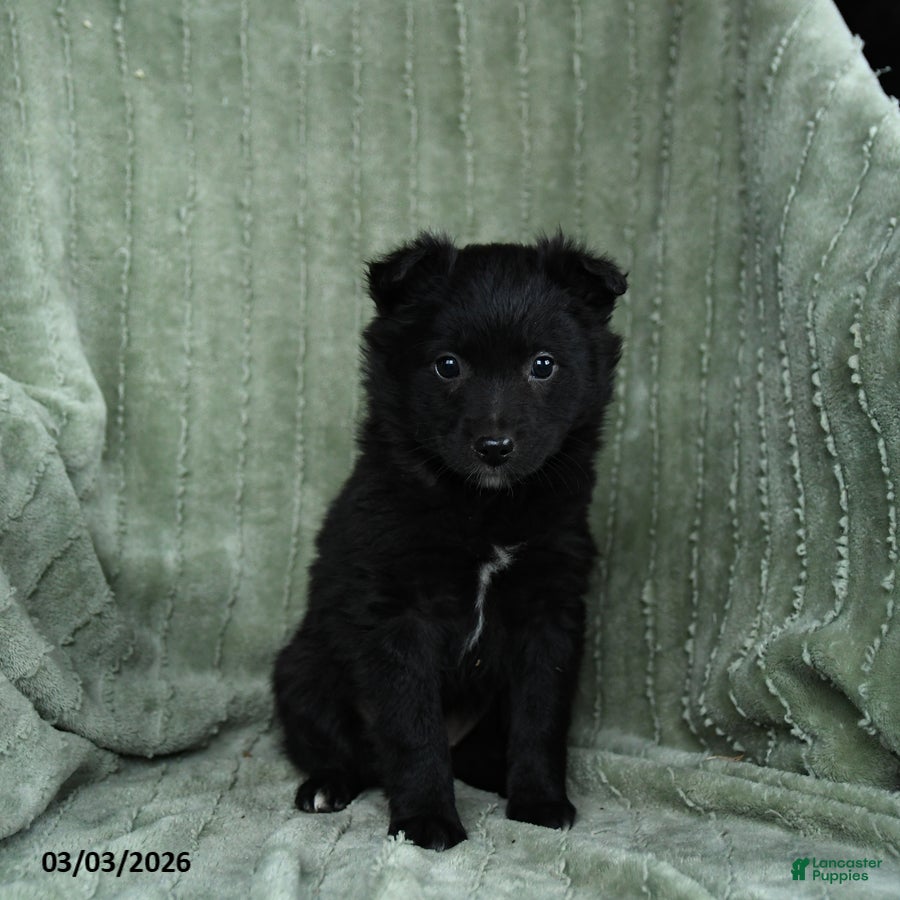 Mixed Breed dogs Greta - Ad 2