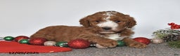 Mini Goldendoodle dogs for sale: Joy - Ad 2