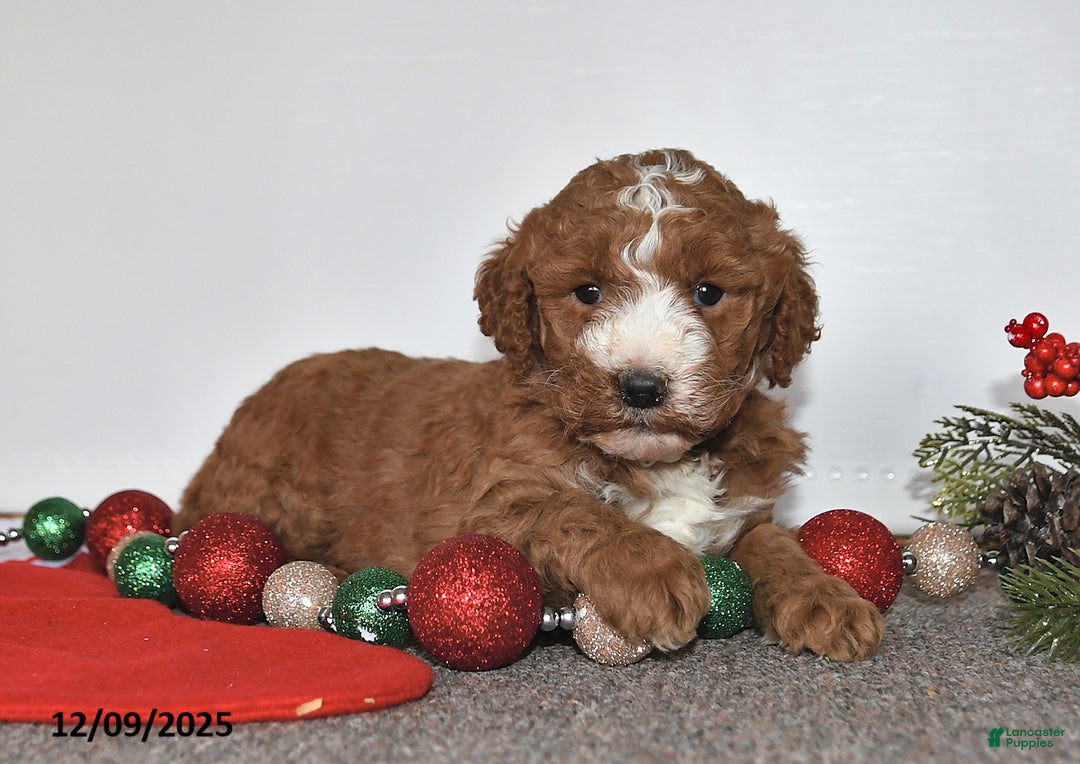 Mini Goldendoodle dogs for sale: Joy - Ad 2