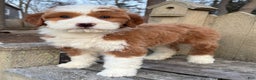 Mini Bernedoodle dogs for sale: 💙 IN BOSTON MASSACHUSETTS AREA 💙 RED AND WHITE TUXEDO BOY 💙 MINI BERNEDOODLE 💙 - Ad 3