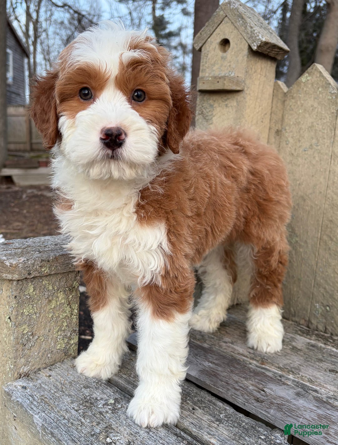 Mini Bernedoodle dogs for sale: 💙 IN BOSTON MASSACHUSETTS AREA 💙 RED AND WHITE TUXEDO BOY 💙 MINI BERNEDOODLE 💙 - Ad 3