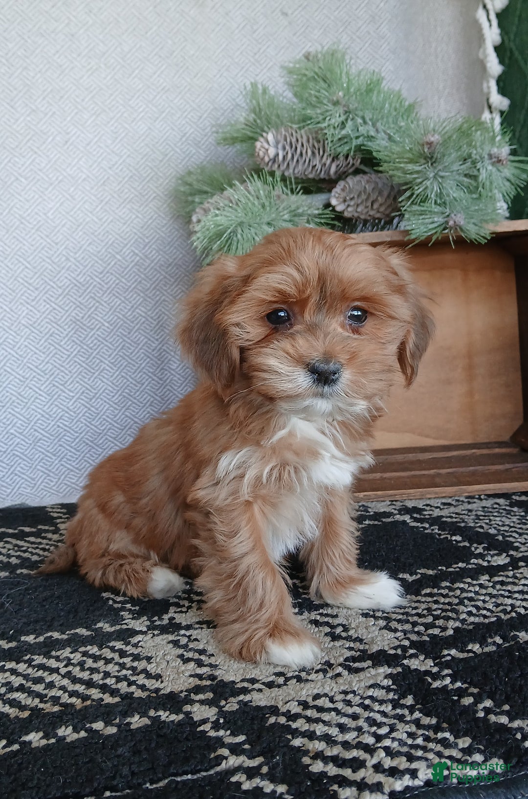 Havanese dogs for sale: Acorn  - Ad 1