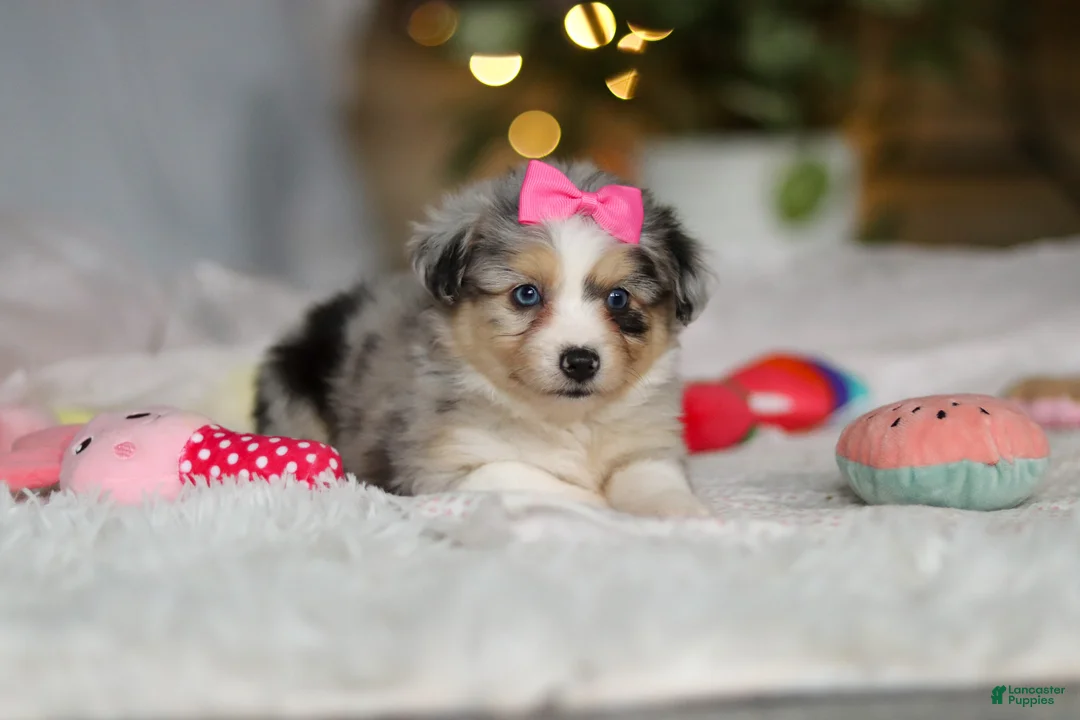 Mixed Breed dogs for sale: Bella - Ad 5