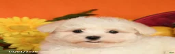 Maltese dogs for sale: Oscar - Ad 3