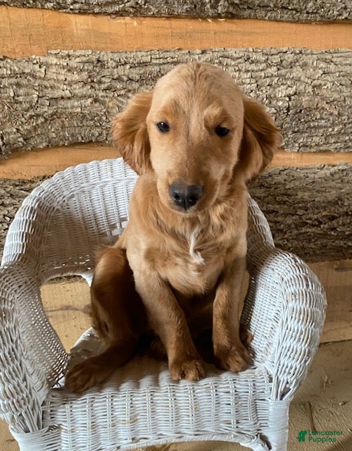 Mini Goldendoodle dogs Dottie- mini/ medium - Ad 1