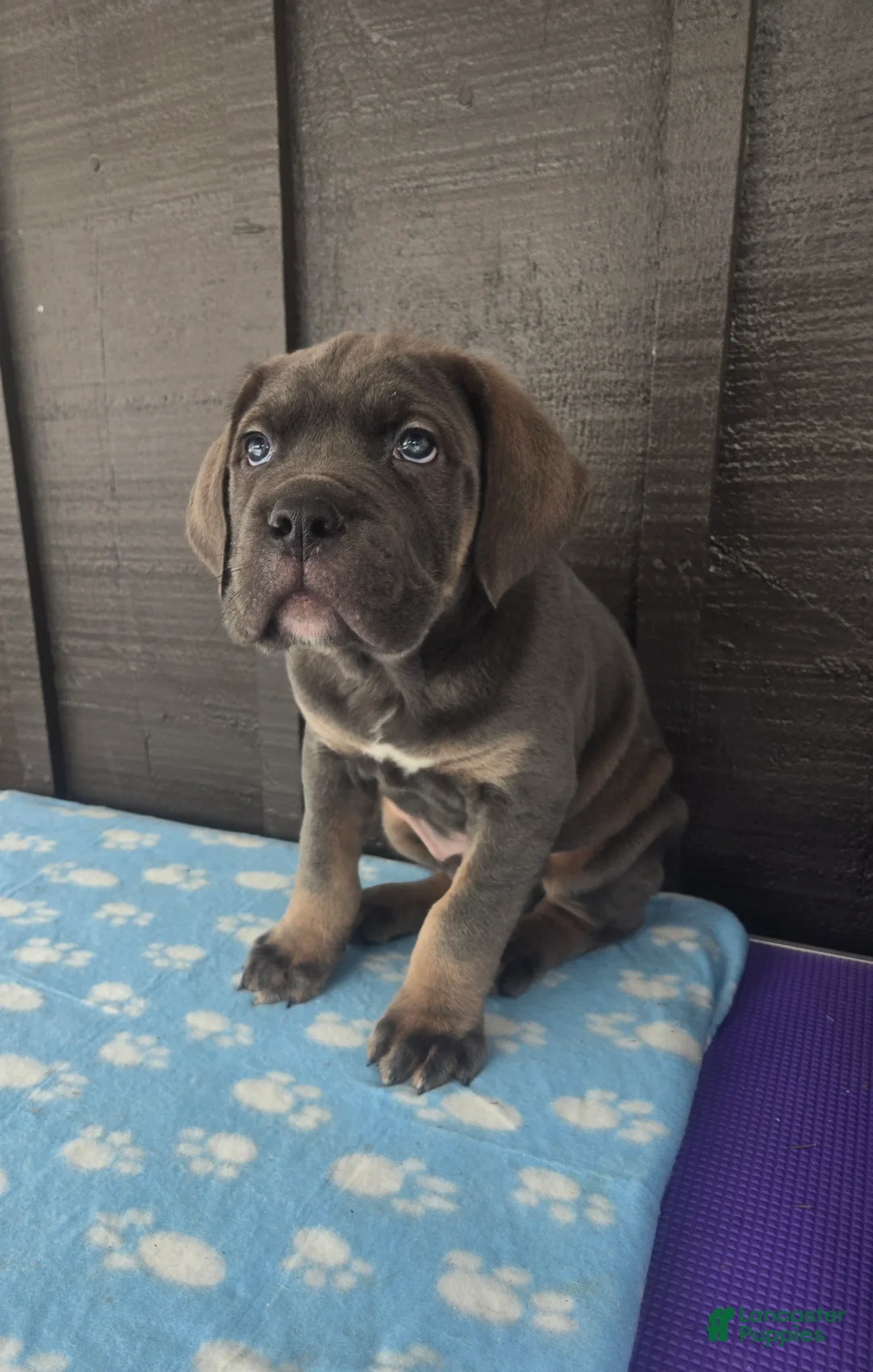 Cane Corso dogs for sale: Bowser  - Ad 2