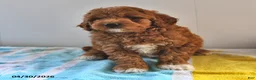 Mini Goldendoodle dogs for sale: Rosebud - Ad 3