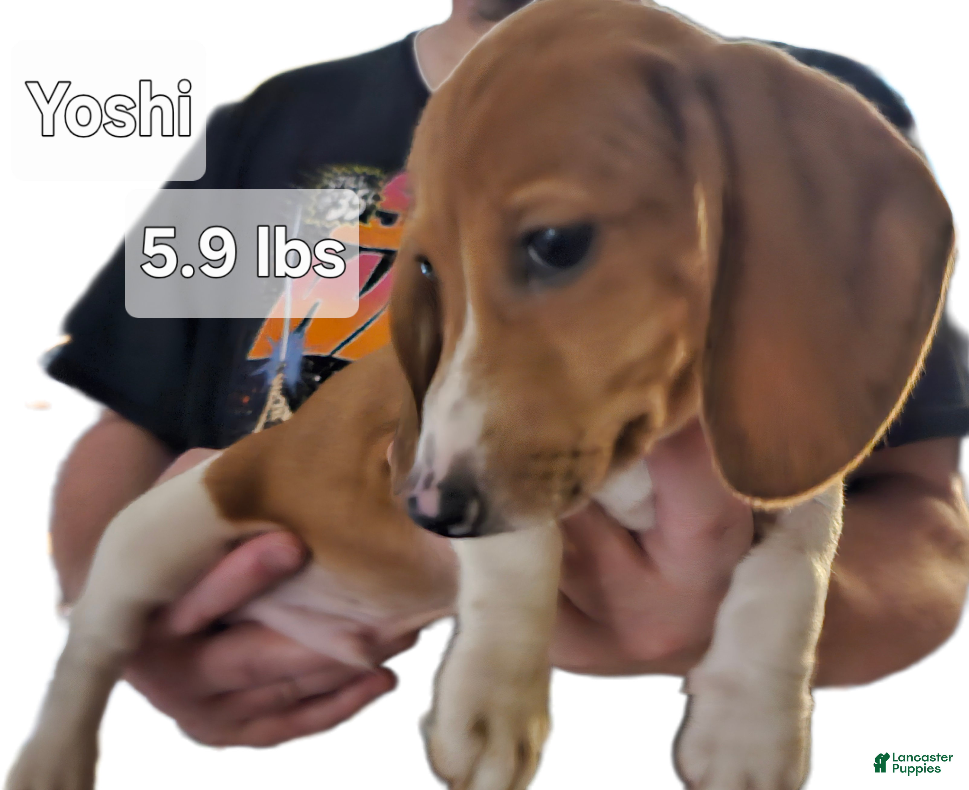 Miniature Dachshund dogs Miniature Dachshund Piebald (Yoshi) - Ad 11